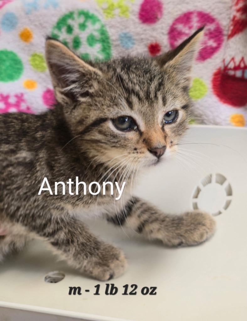 Anthony