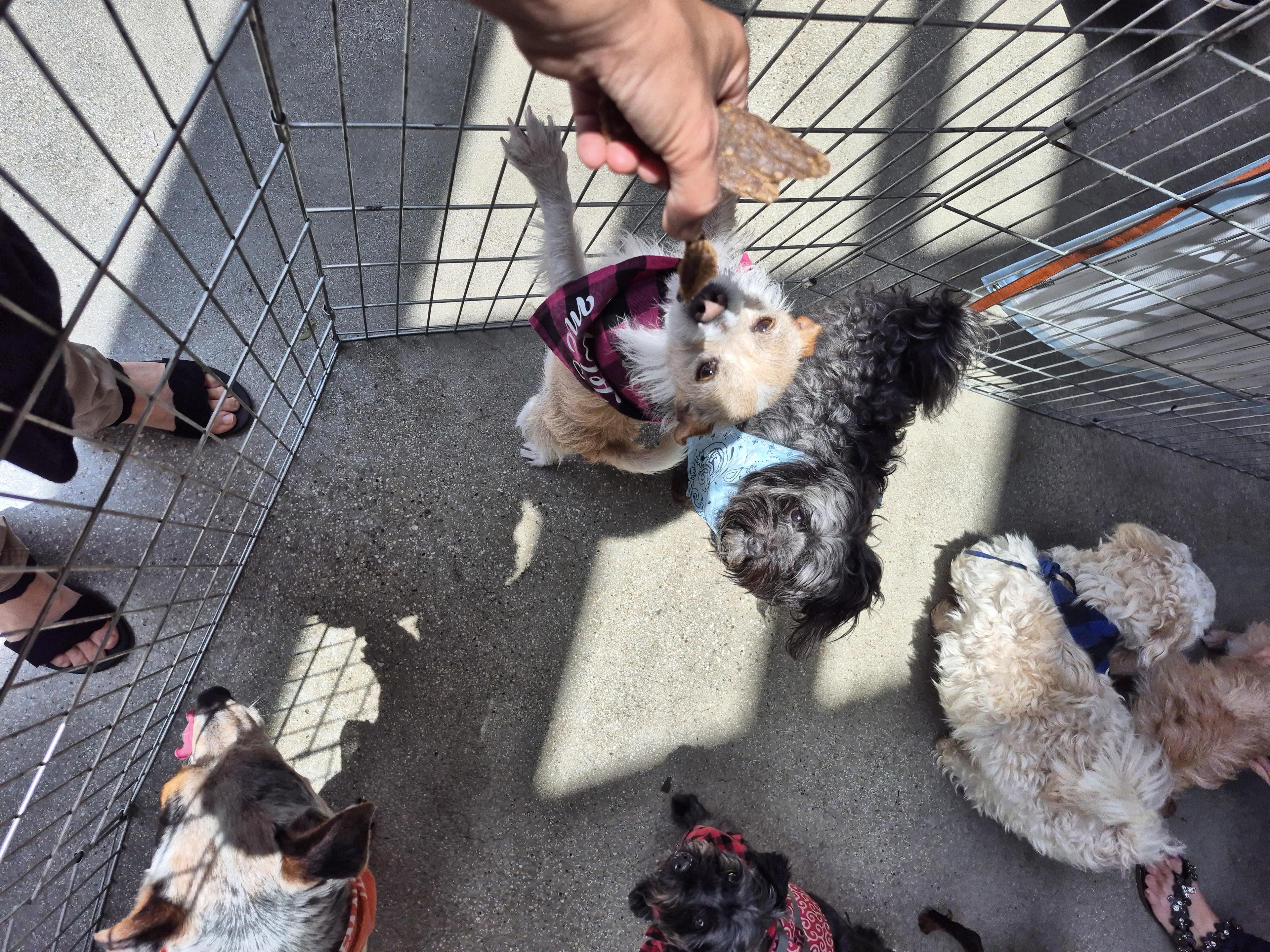 Benjamin Button Maltipoo And