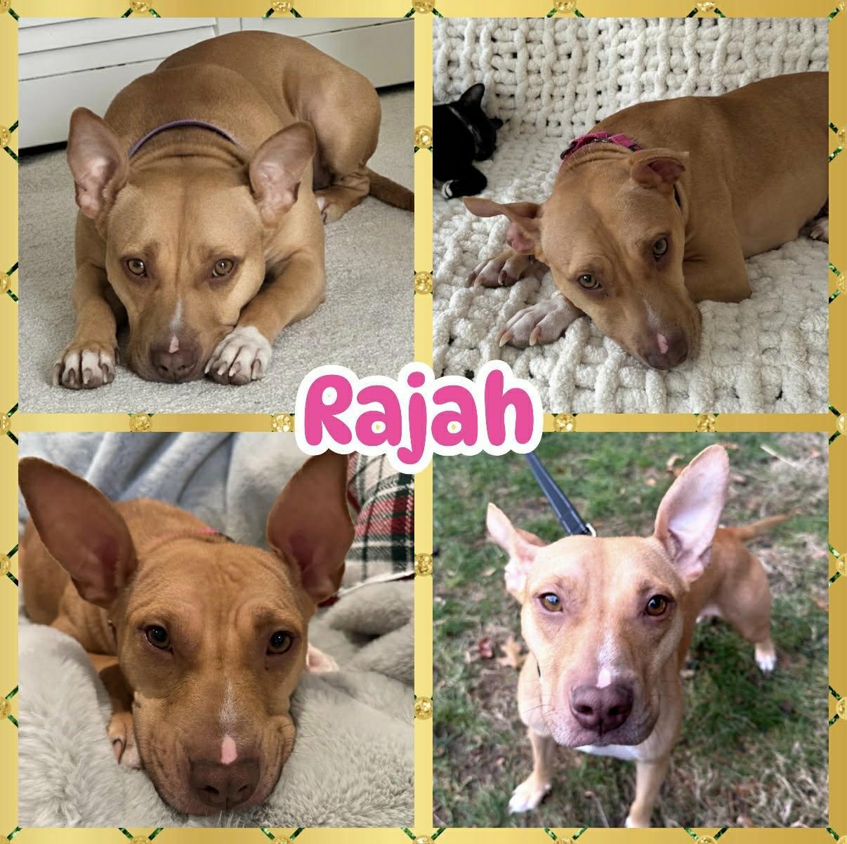 Rajah