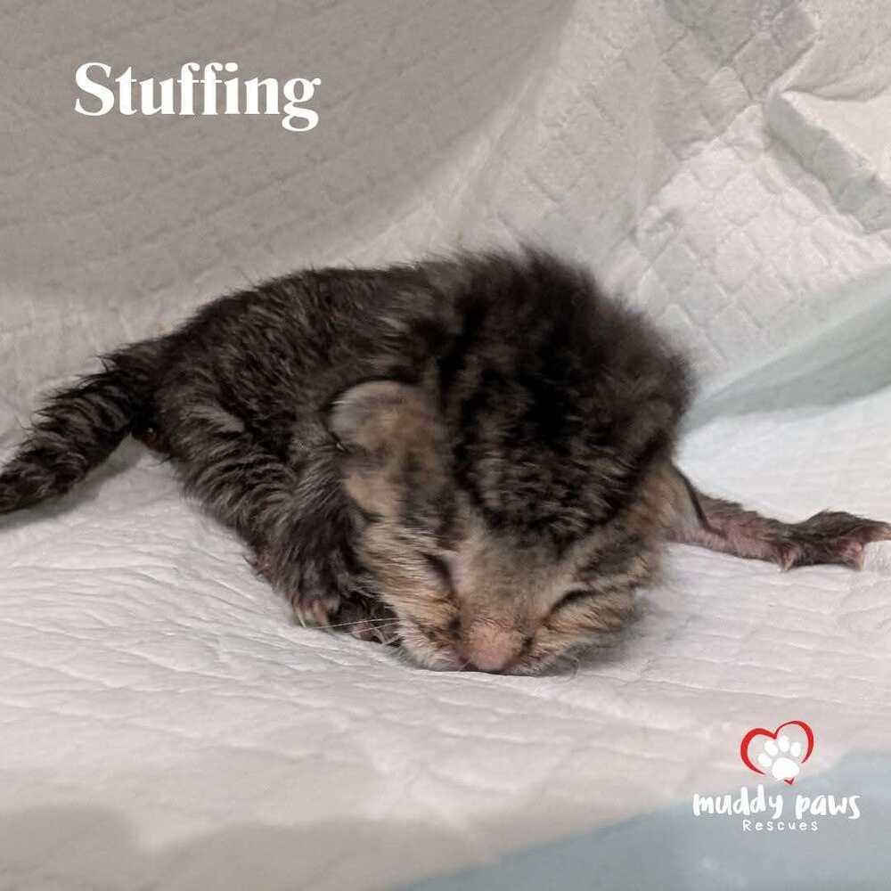 A baby small-sized female Domestic Short Hair cat named Thanksgiving Dinner: Stuffing for adoption in Council Bluffs, IA