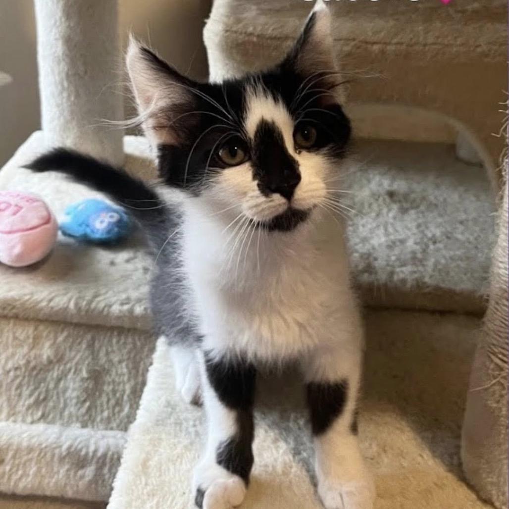 A baby small-sized female Black Domestic Medium Hair cat named Isabelle for adoption in Peachtree City, GA