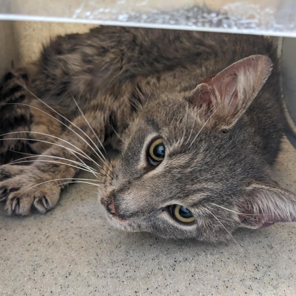 Chicago Style Hot Dog