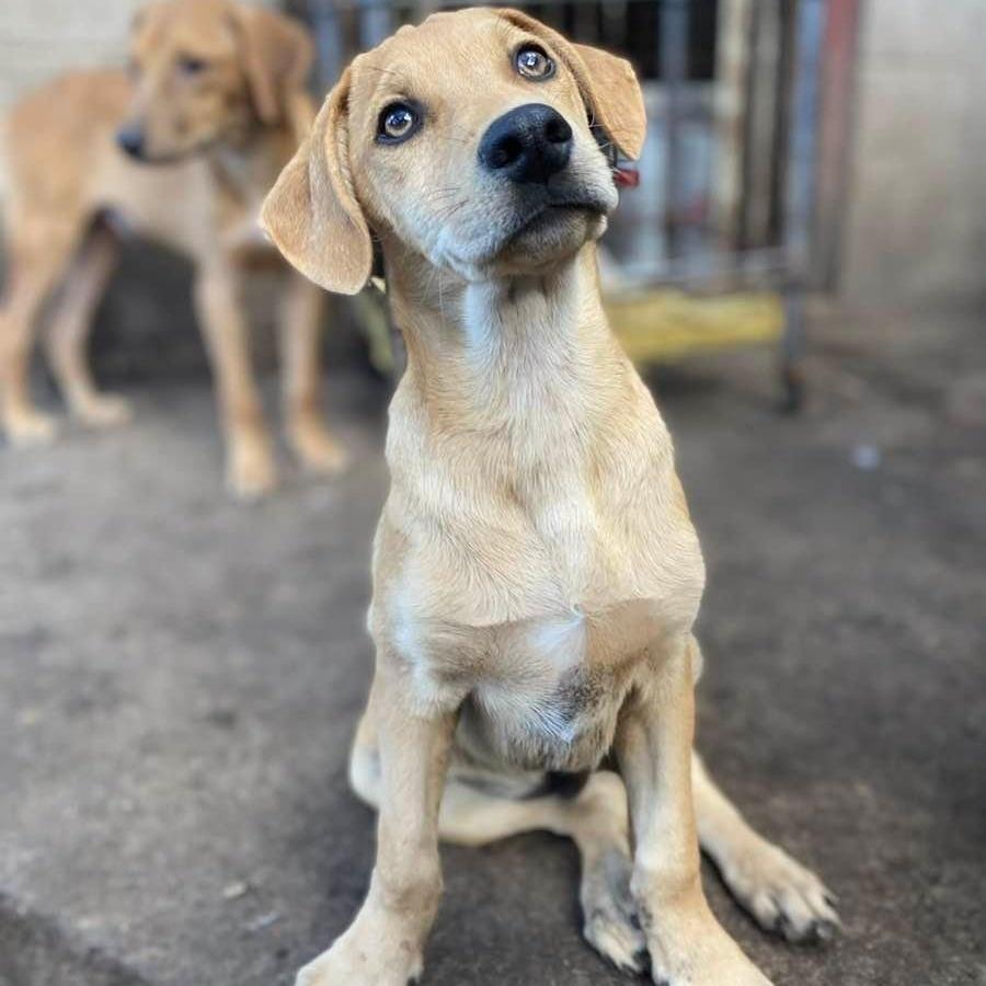 A baby medium-sized male Golden Catahoula Leopard Dog dog named Porky Pc for adoption in Goliad, TX