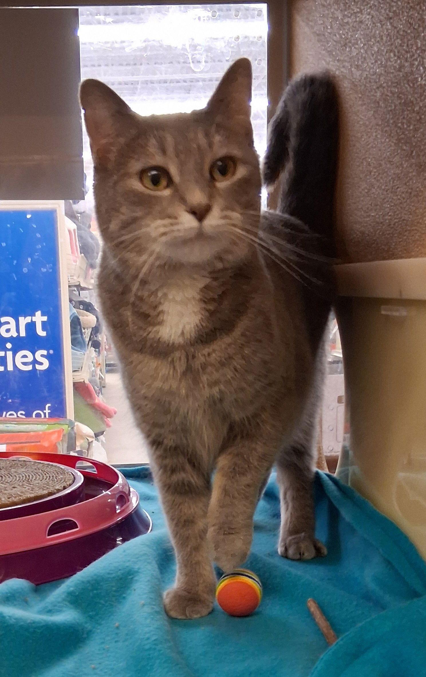 Mints @ Medina Petsmart photo 1