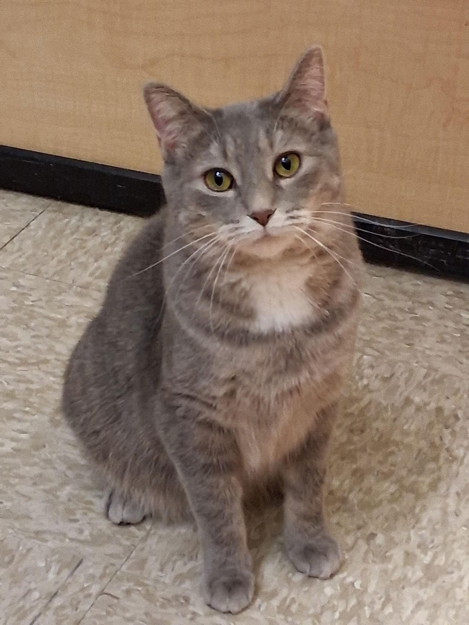 Mints @ Medina Petsmart