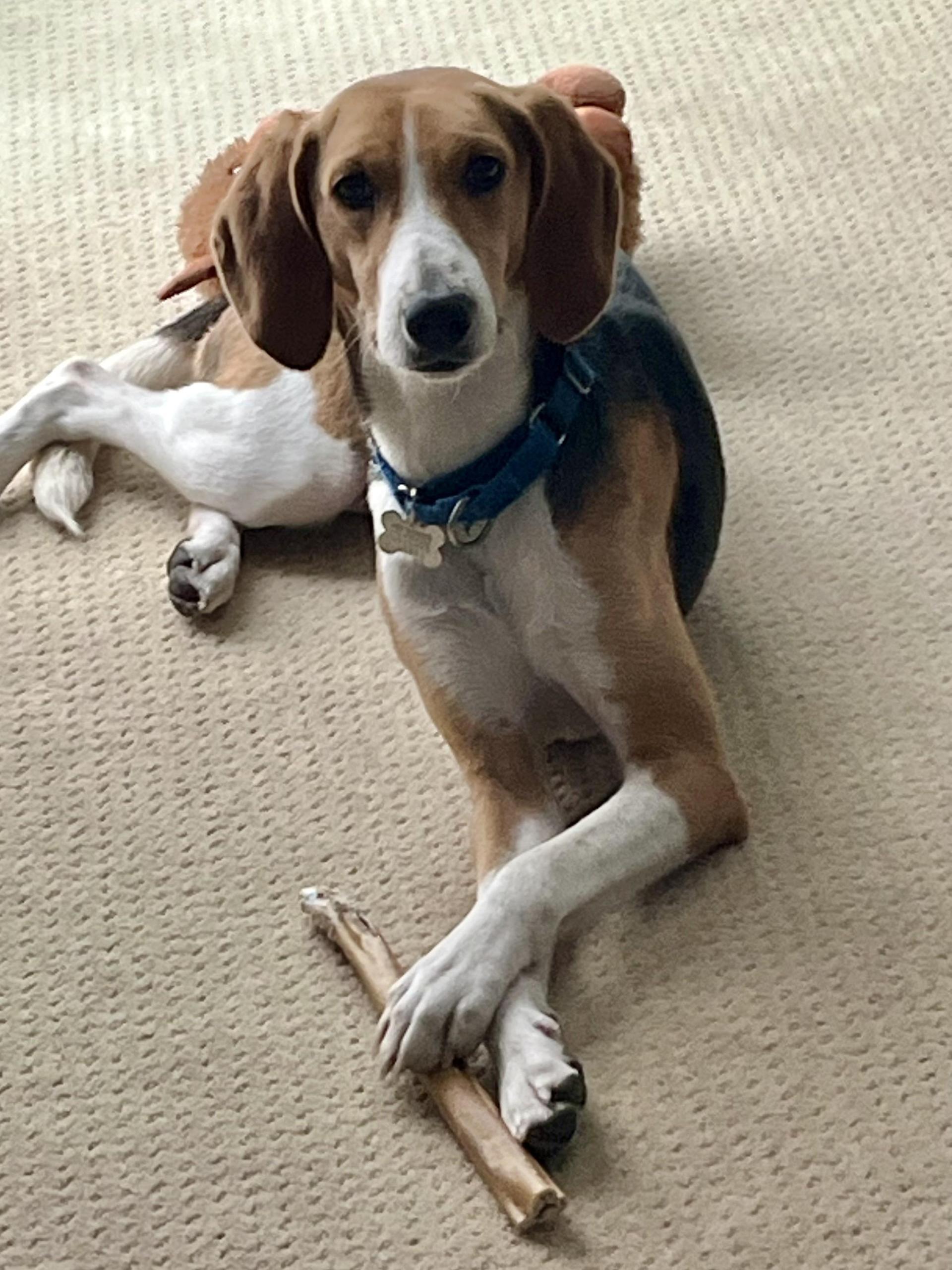 A young medium-sized female Apricot / Beige Foxhound dog named Clara for adoption in Harrison, NY