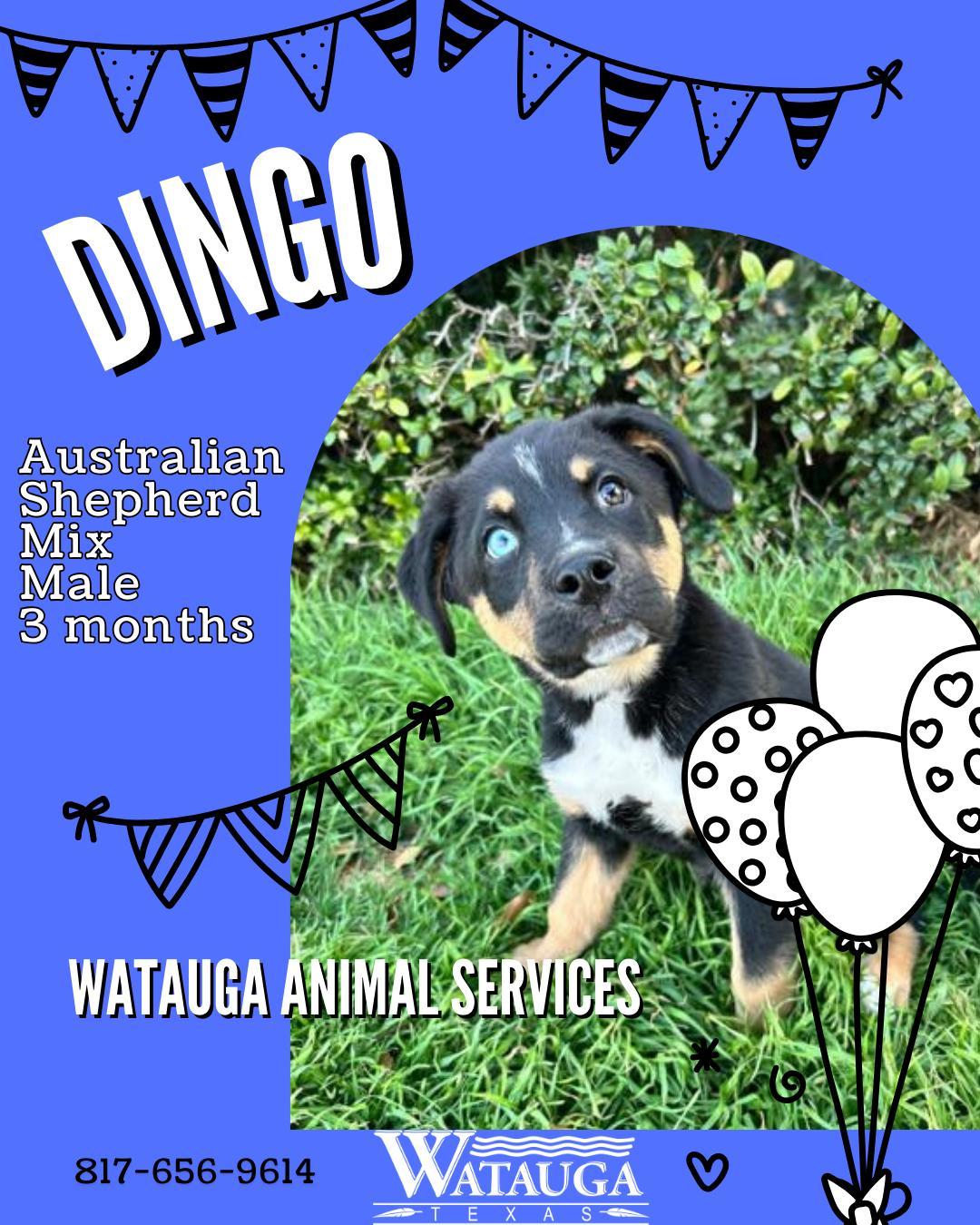 Dingo