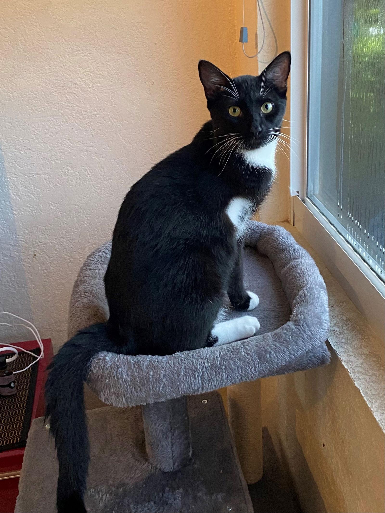 Hopper Threelegged Cat