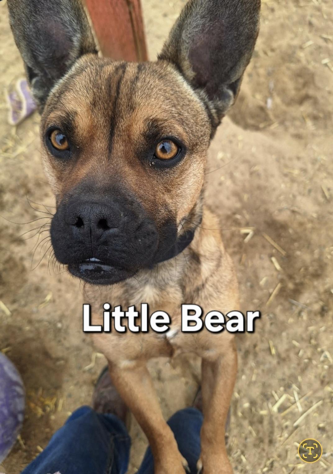 Little Bear
