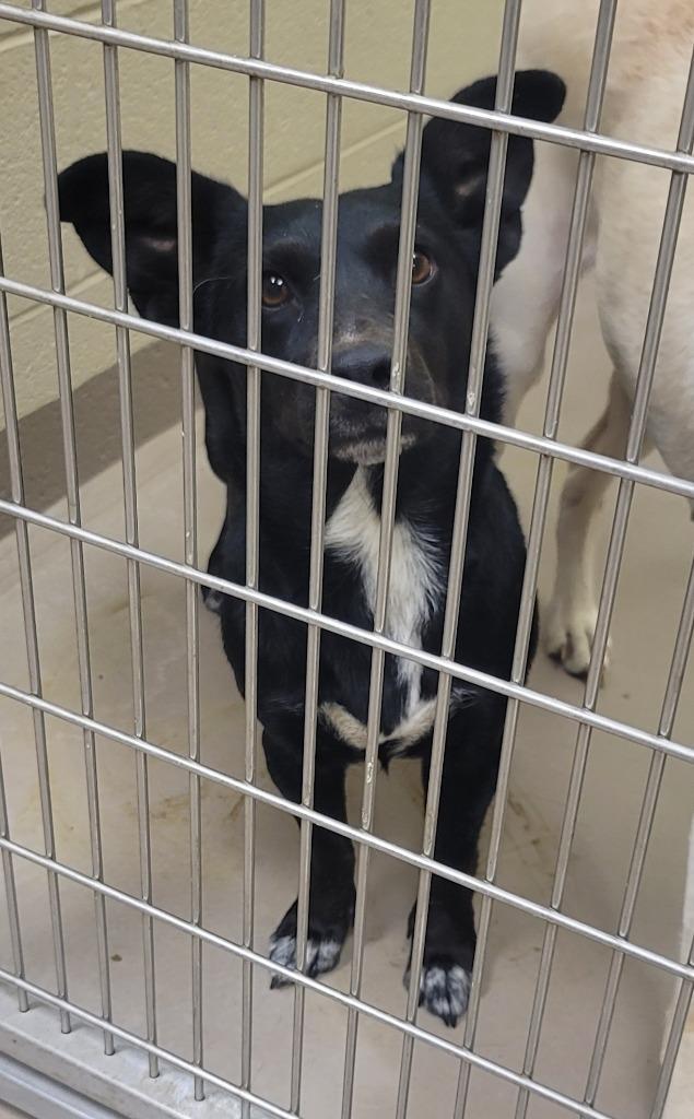 An adult medium-sized female Terrier dog named Puff for adoption in Christiansburg, VA
