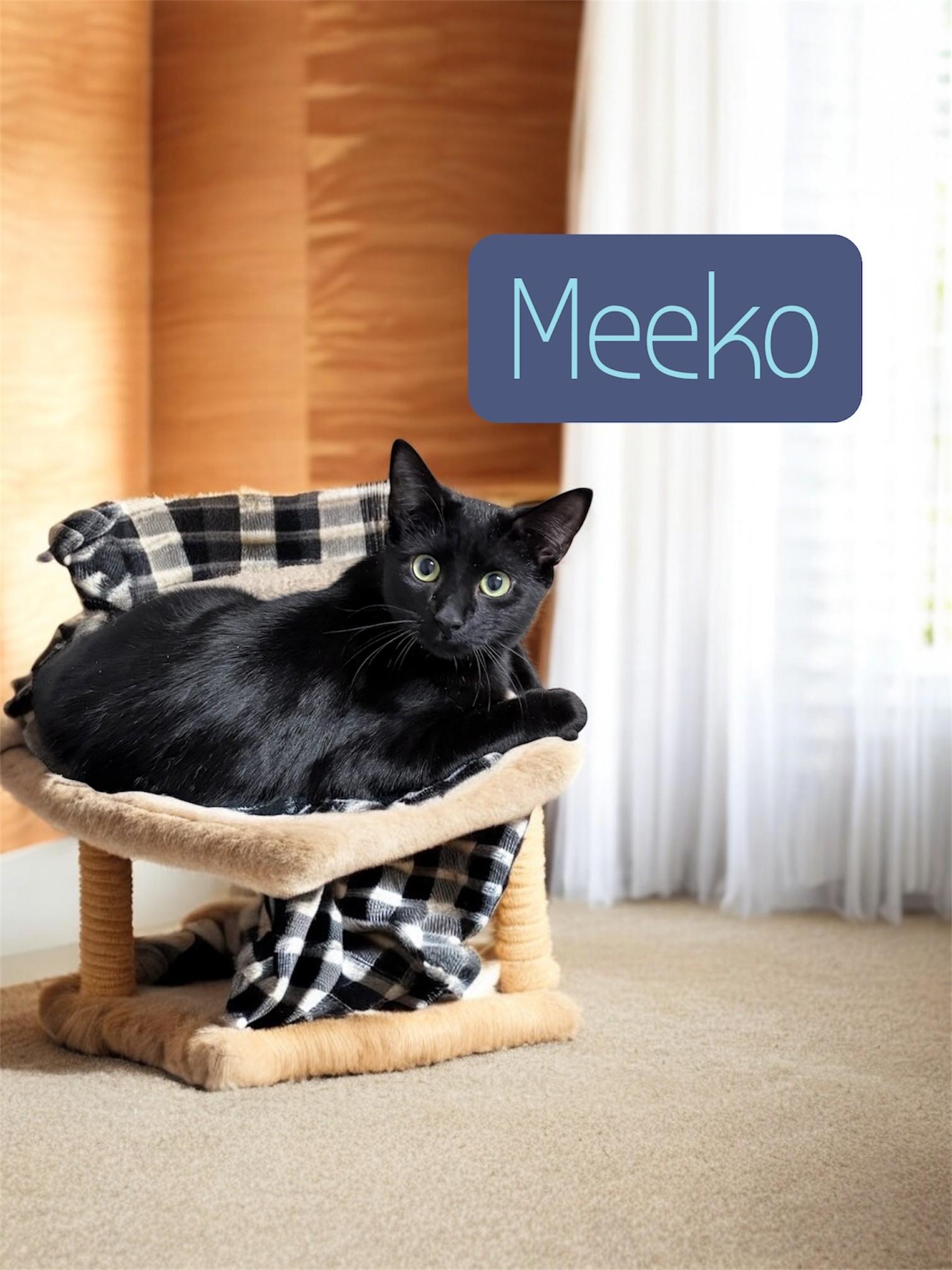 Meeko photo 1