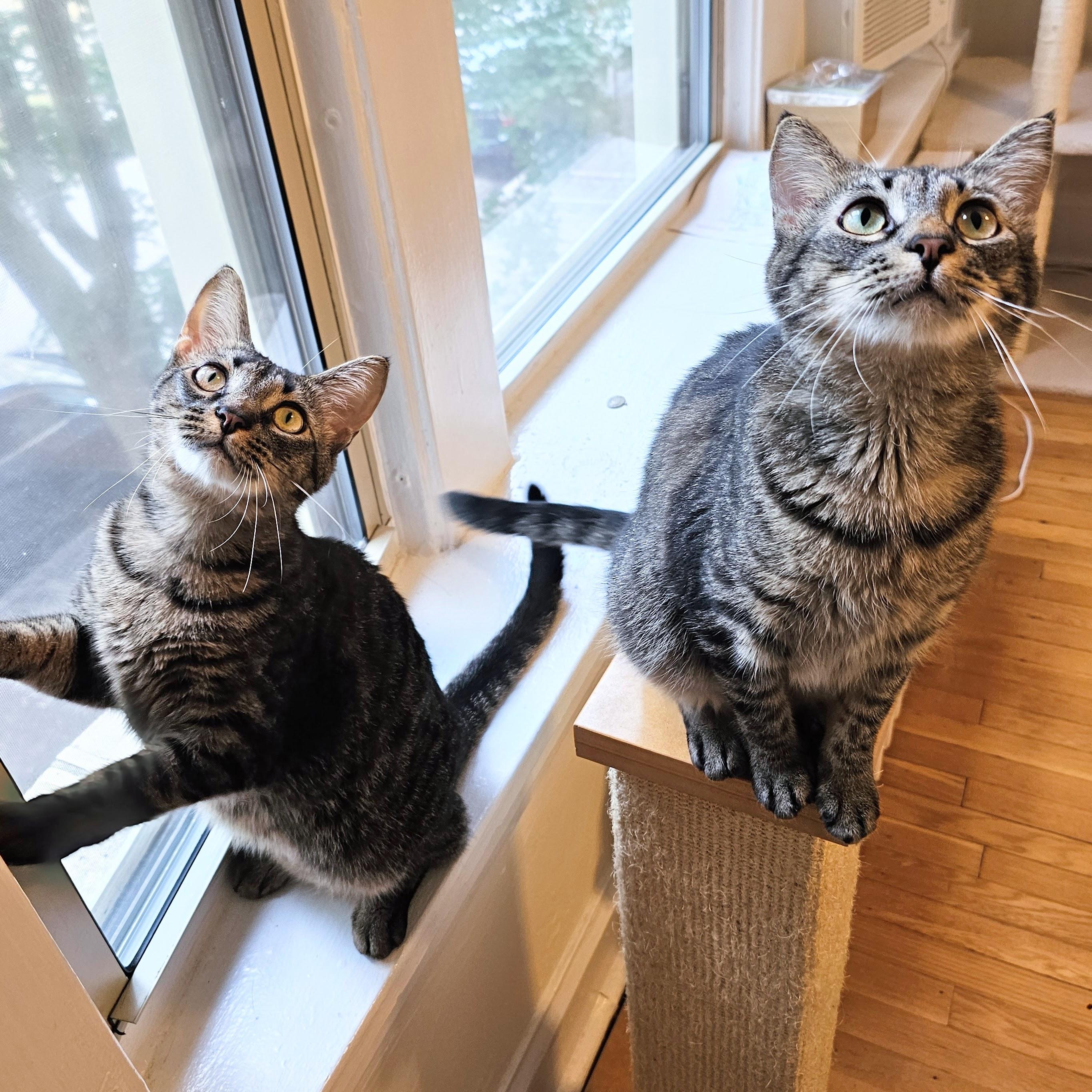 Milkyway And Starburst