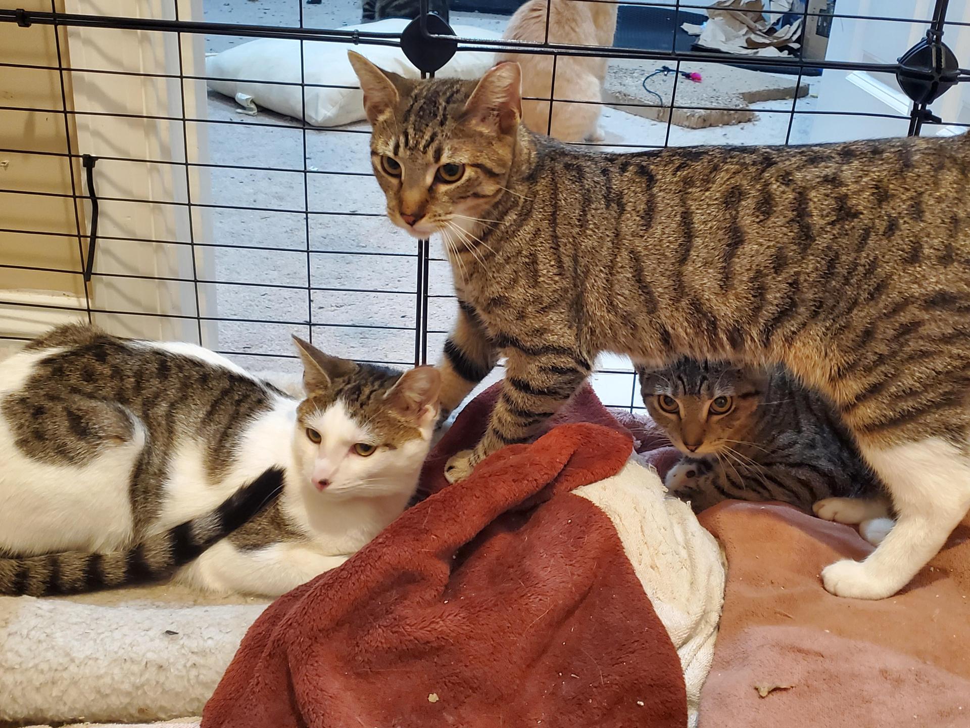 An adult medium-sized female White Domestic Short Hair cat named Tulip for adoption in Baltimore, MD