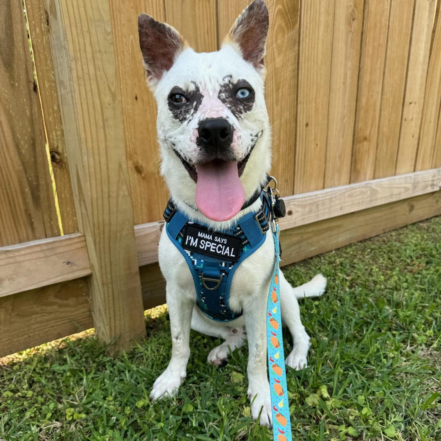 A young medium-sized male White / Cream Husky dog named Morgan Wallen for adoption in Spring, TX