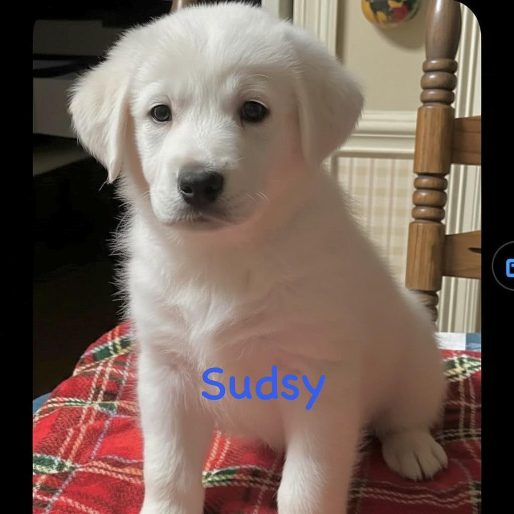 A baby medium-sized male White / Cream Yellow Labrador Retriever dog named S Litter Sudsy for adoption in Semmes, AL