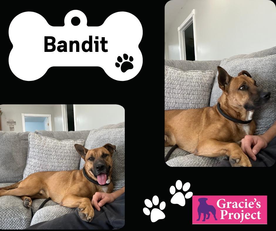 Bandit