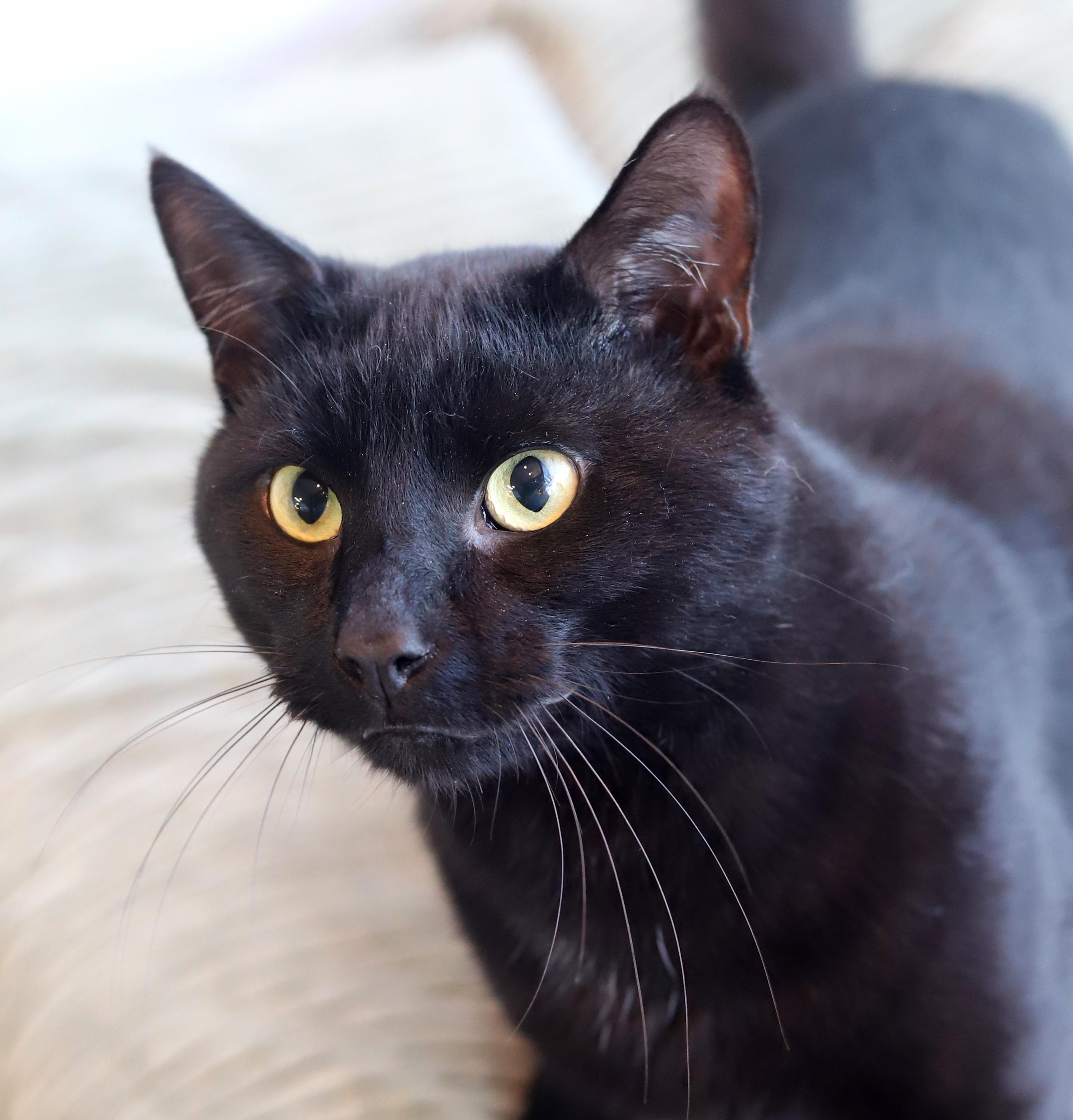 Pepper Is The Ultimate