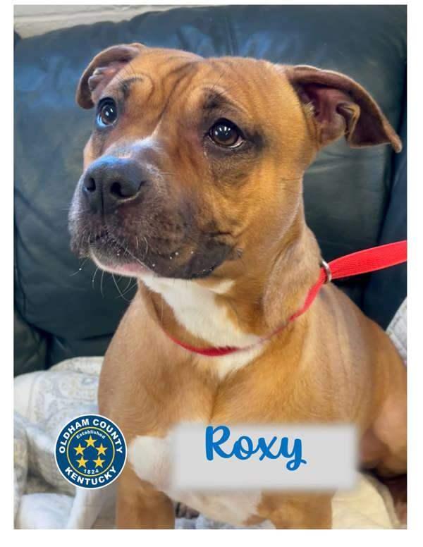 Roxy photo 1