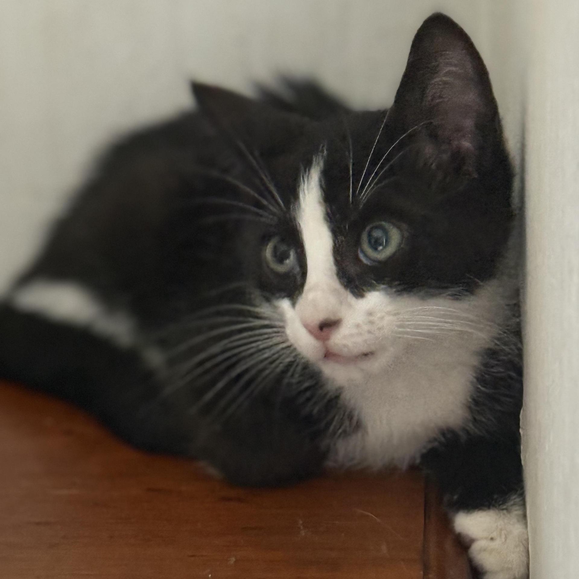 A baby small-sized male Black & White / Tuxedo Tuxedo cat named Elon for adoption in Miami, FL