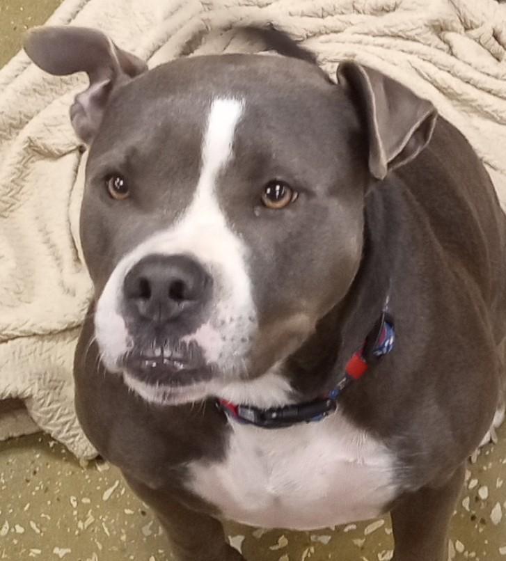 A young large-sized male Bicolor Pit Bull Terrier dog named Boston for adoption in Silsbee, TX