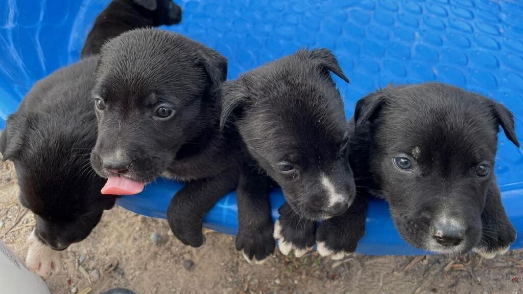 Border Collie Hush Pups