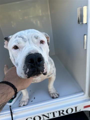 An adult medium-sized female Pit Bull Terrier dog named Missy for adoption in Houston, TX
