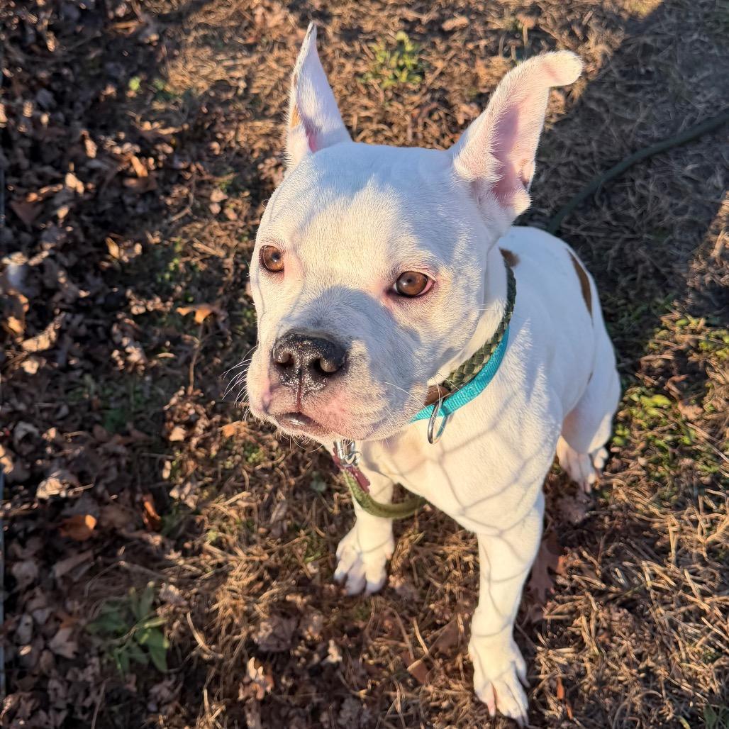 A young medium-sized female White / Cream Mixed Breed dog named Angel for adoption in Vineland, NJ
