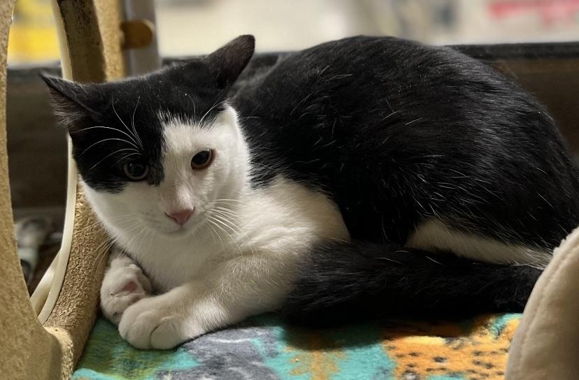 An adult medium-sized male Black Domestic Short Hair cat named Delson for adoption in Albany, NY