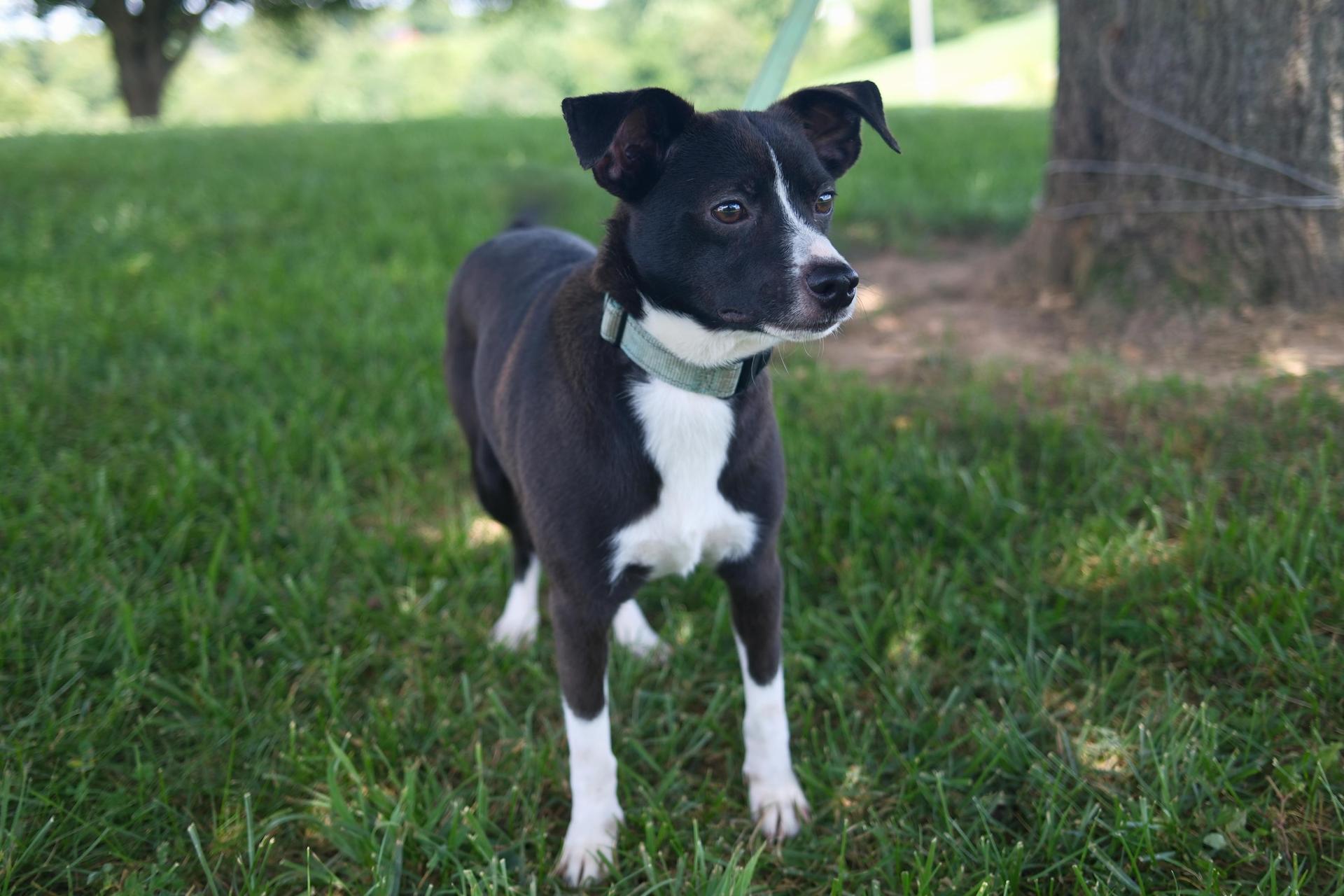 A young medium-sized male Black Mixed Breed dog named J.r. Transport for adoption in Gradyville, KY
