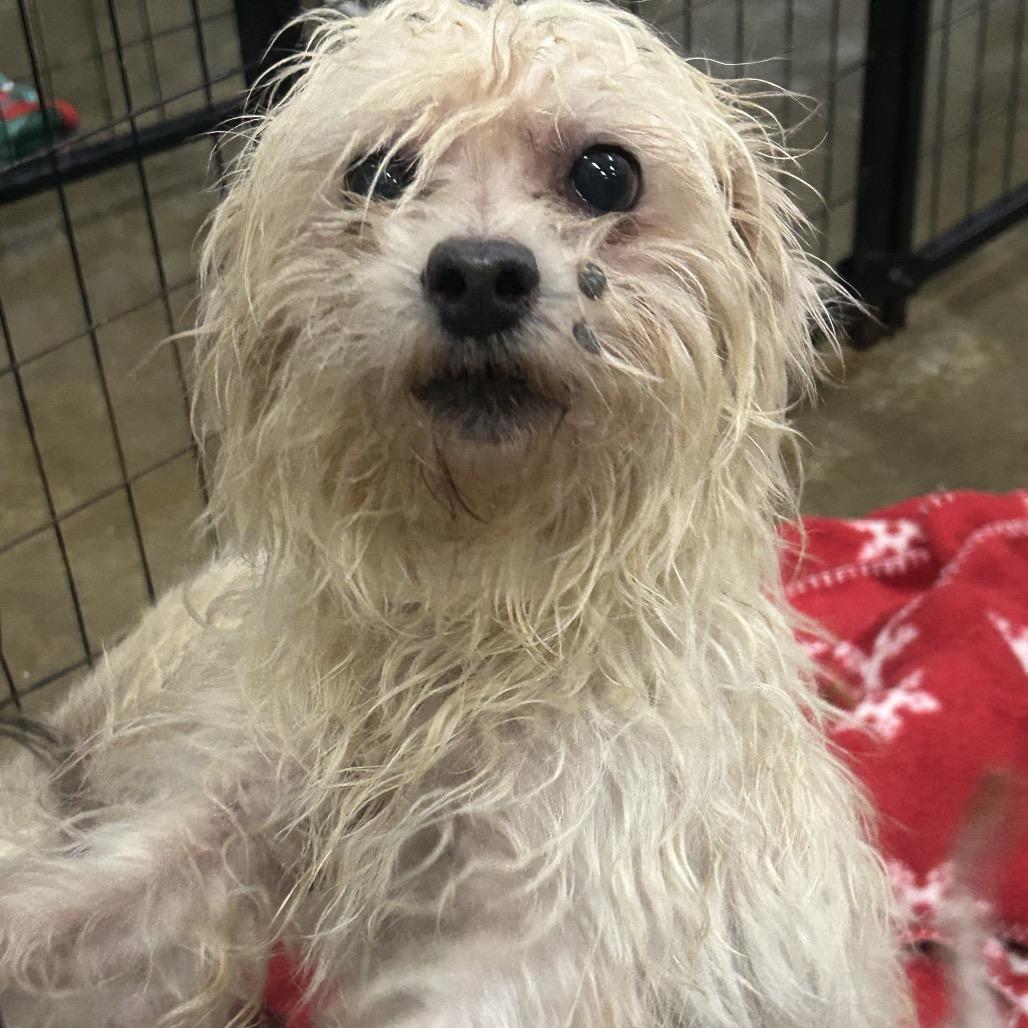 An adult small-sized male White / Cream Shih Tzu dog named Cricket for adoption in Alexandria, VA
