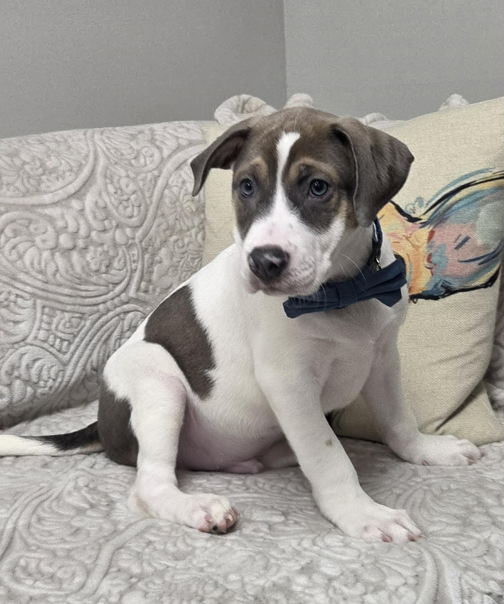 Zeppelin The Staffie Mix