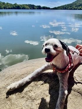 An adult small-sized male Poodle dog named Speedy for adoption in New York, NY