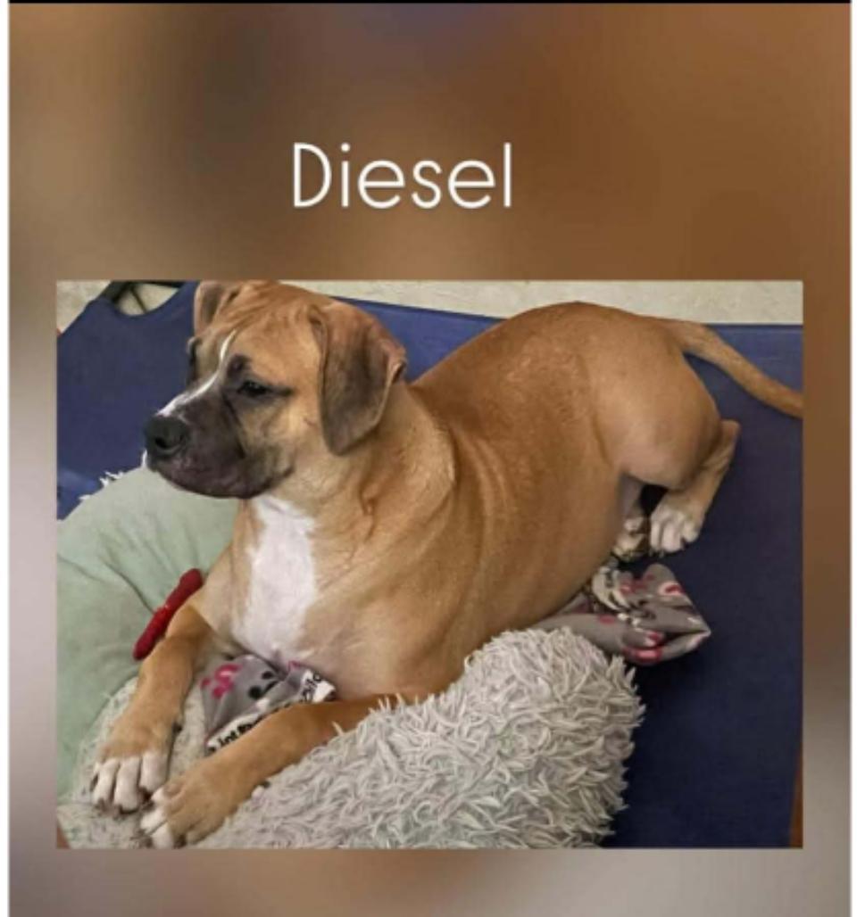 Diesel
