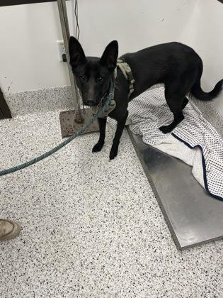 An adult medium-sized female Australian Kelpie dog named Bryanna for adoption in Atlanta, GA
