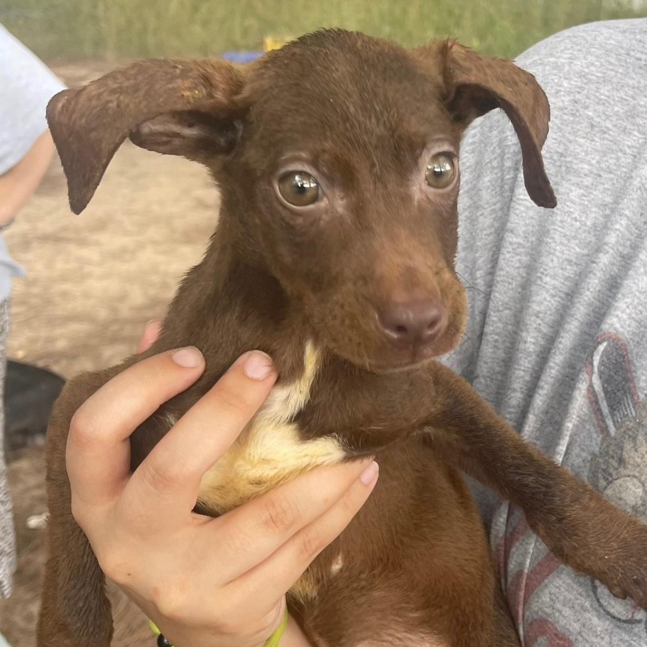 A baby medium-sized female Yellow Labrador Retriever dog named Bat Girl for adoption in Queen City, TX