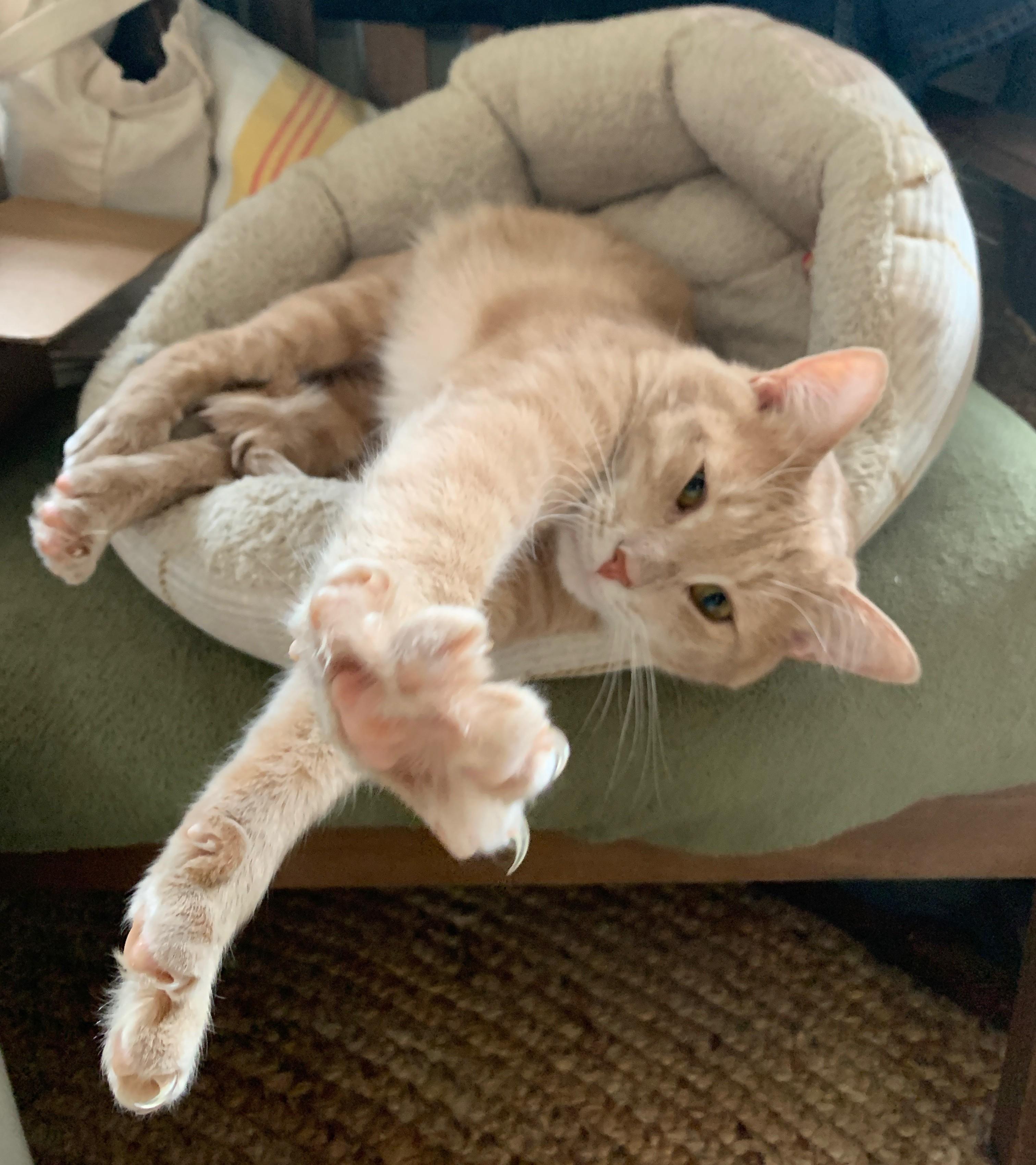 Roland Handsome Sweetie