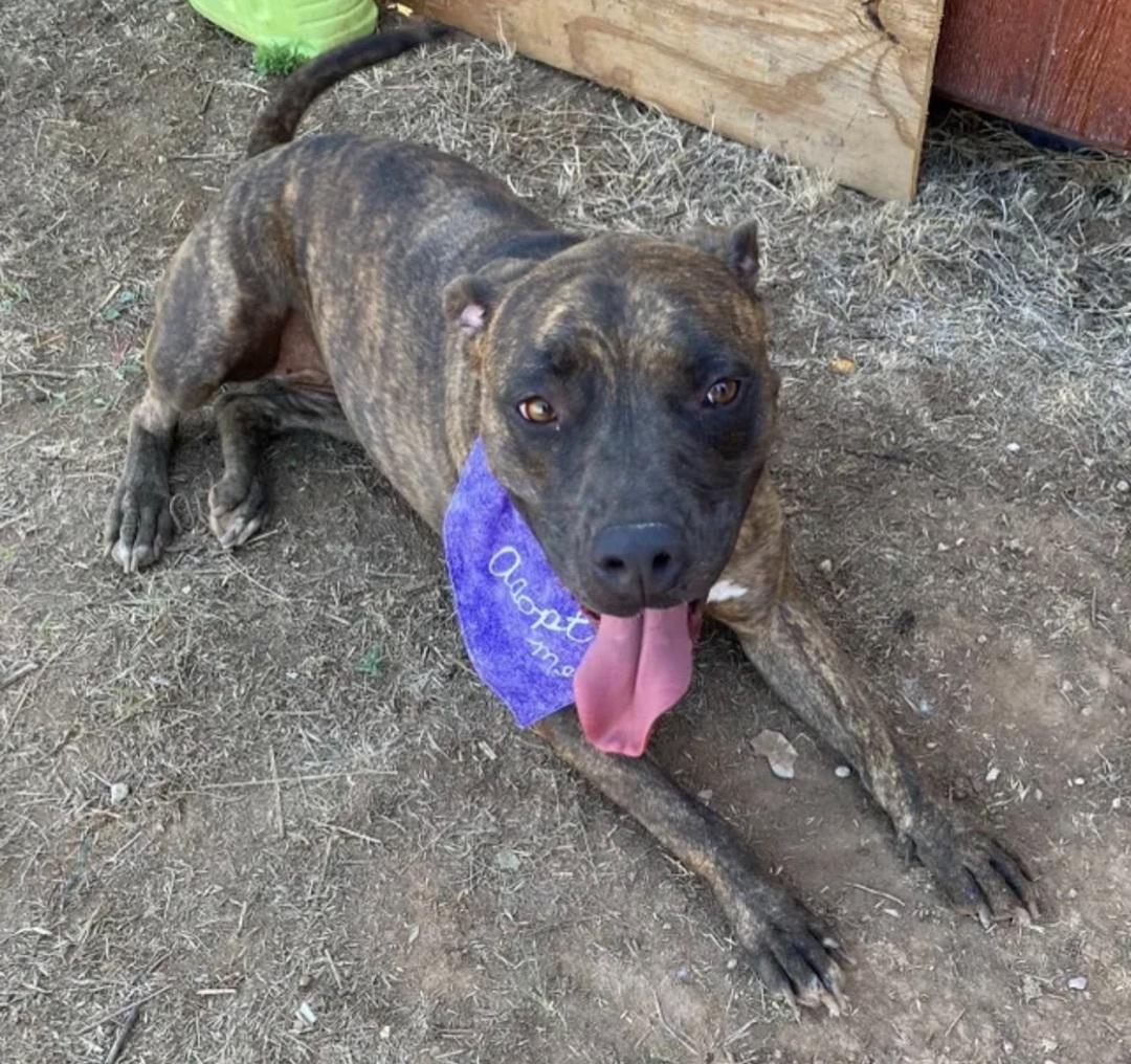 An adult medium-sized female Brindle Pit Bull Terrier dog named Xena for adoption in Canyon, TX