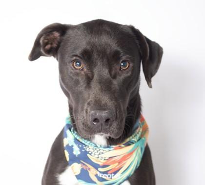 An adult medium-sized female Labrador Retriever dog named Evelyn for adoption in Madison, NJ