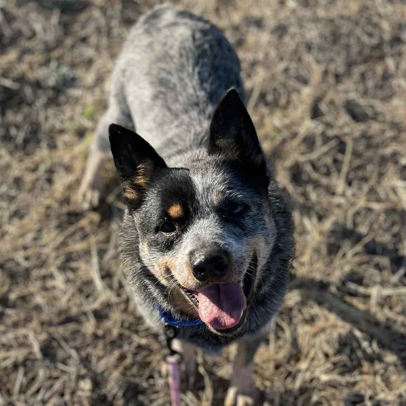 An adult medium-sized male Gray / Blue / Silver Australian Cattle Dog / Blue Heeler dog named Ranger for adoption in Sadler, TX