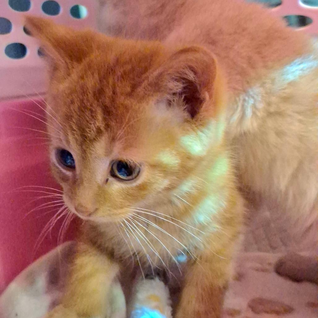 A baby small-sized male Orange / Red Domestic Short Hair cat named Lohri Located In for adoption in Alexandria, VA