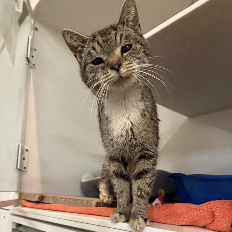 A young medium-sized female Brown / Chocolate Domestic Short Hair cat named Binx for adoption in New York, NY