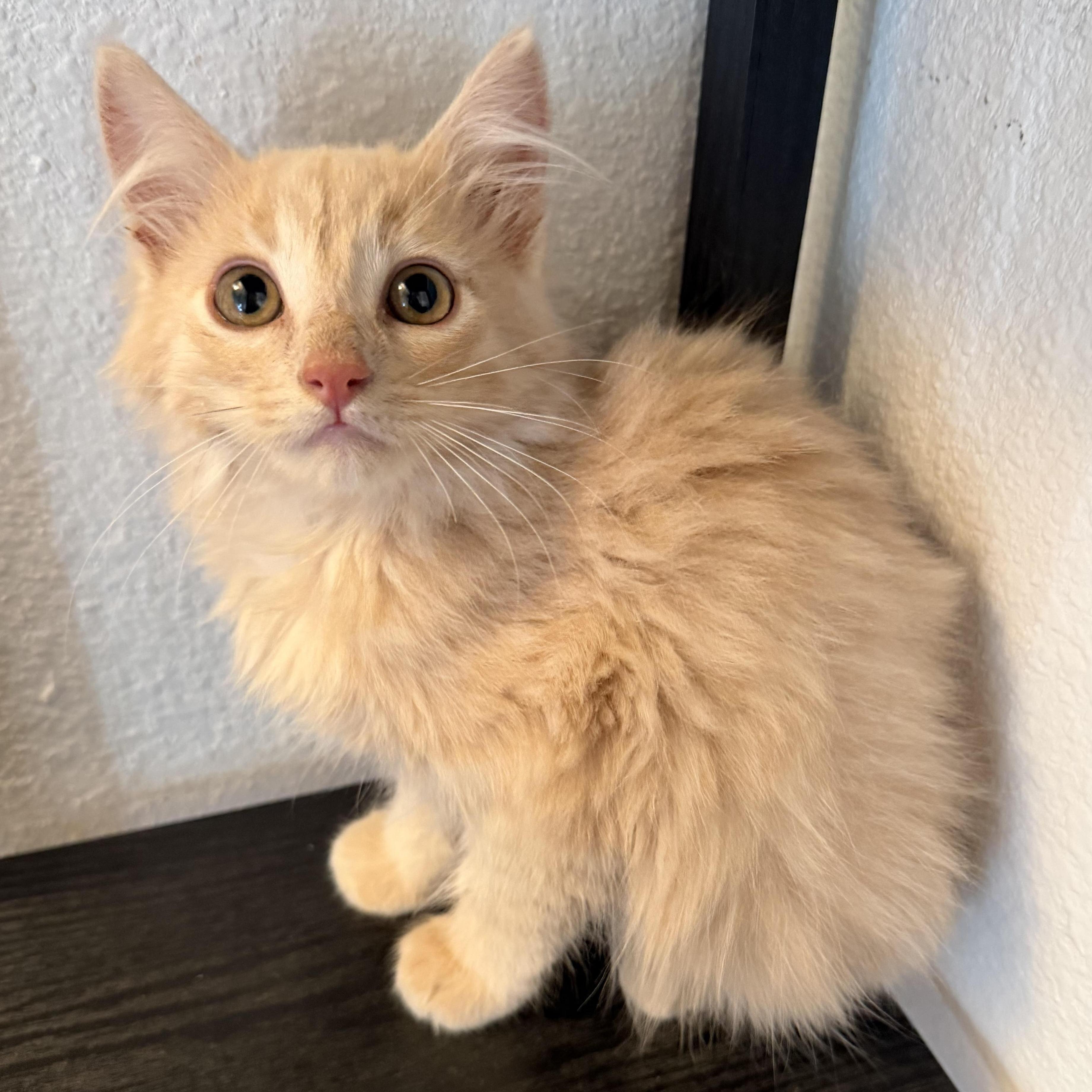 Ginny’s Buff Tabby