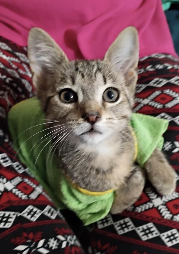 Radioactive Walmart Shrimp