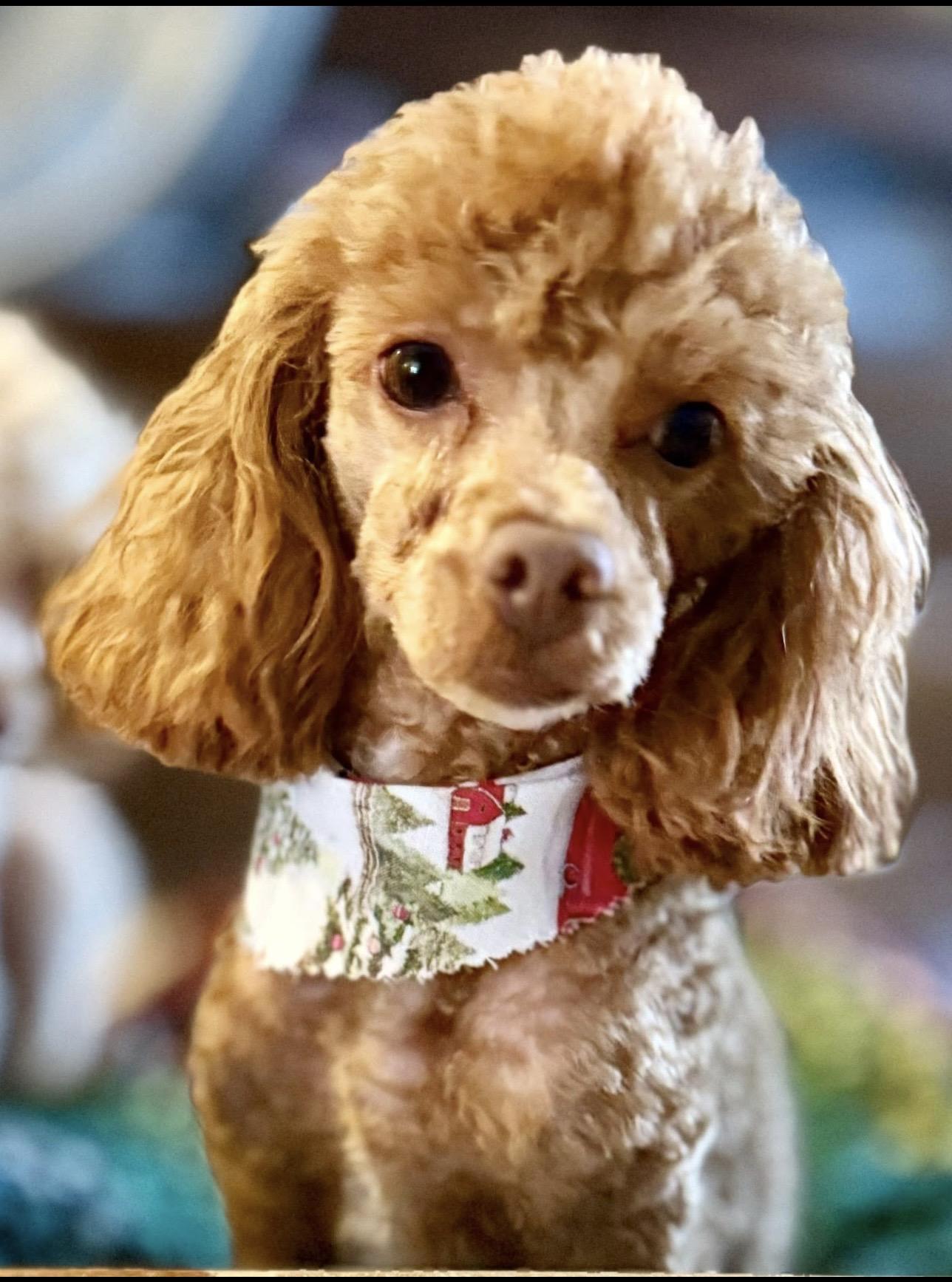 Oliver! Shy Gentle Boy!