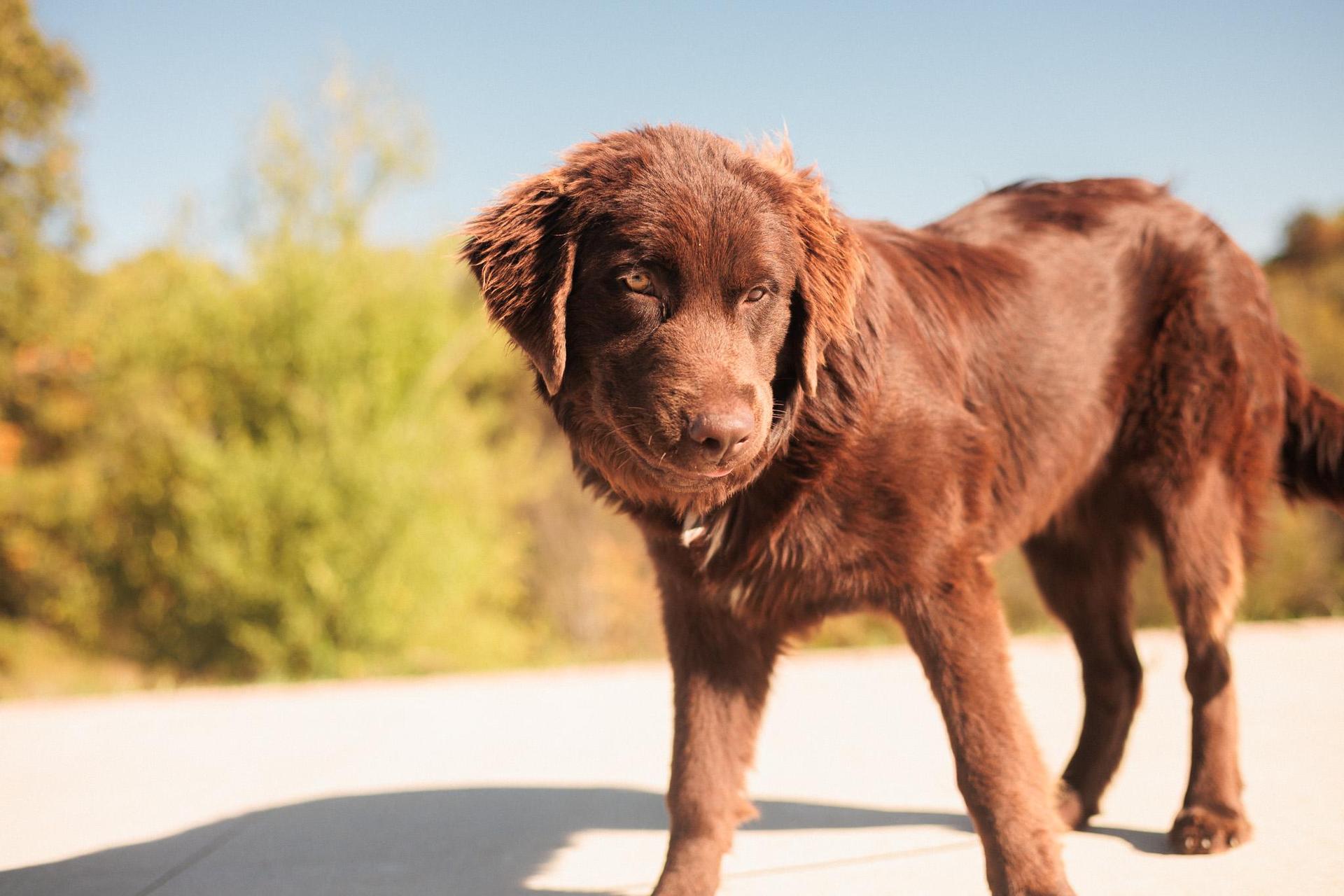 A young large-sized female Brown / Chocolate Newfoundland Dog dog named Clementine Transport for adoption in Gradyville, KY
