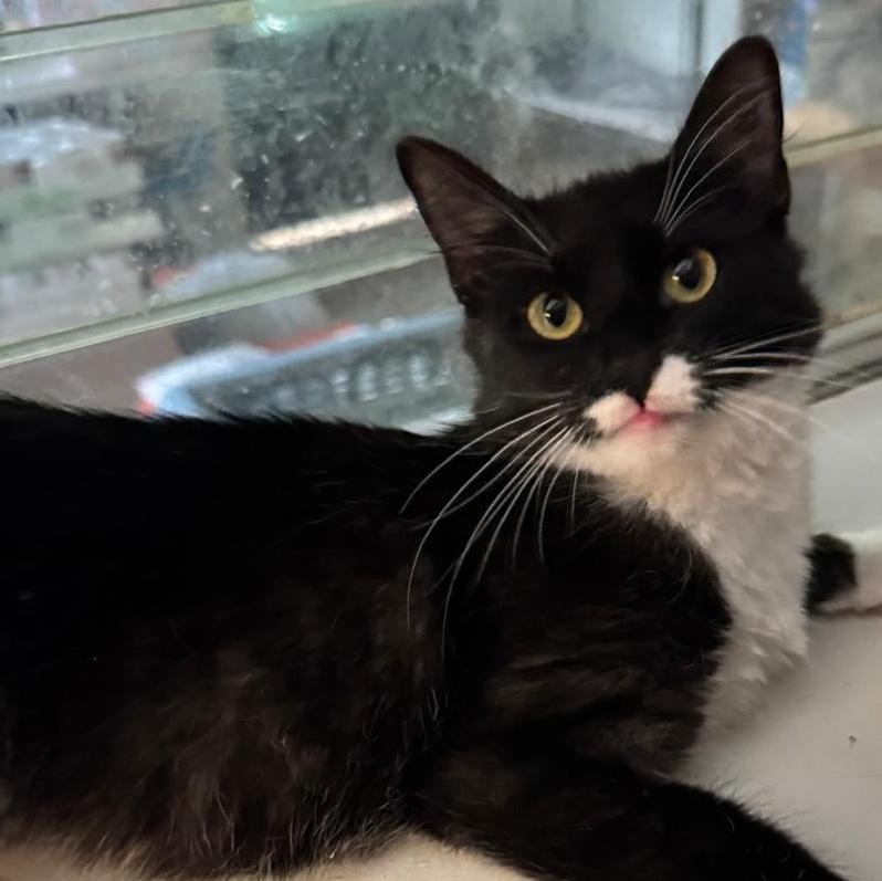 A baby medium-sized female Black & White / Tuxedo Tuxedo cat named Gidget for adoption in Miami, FL