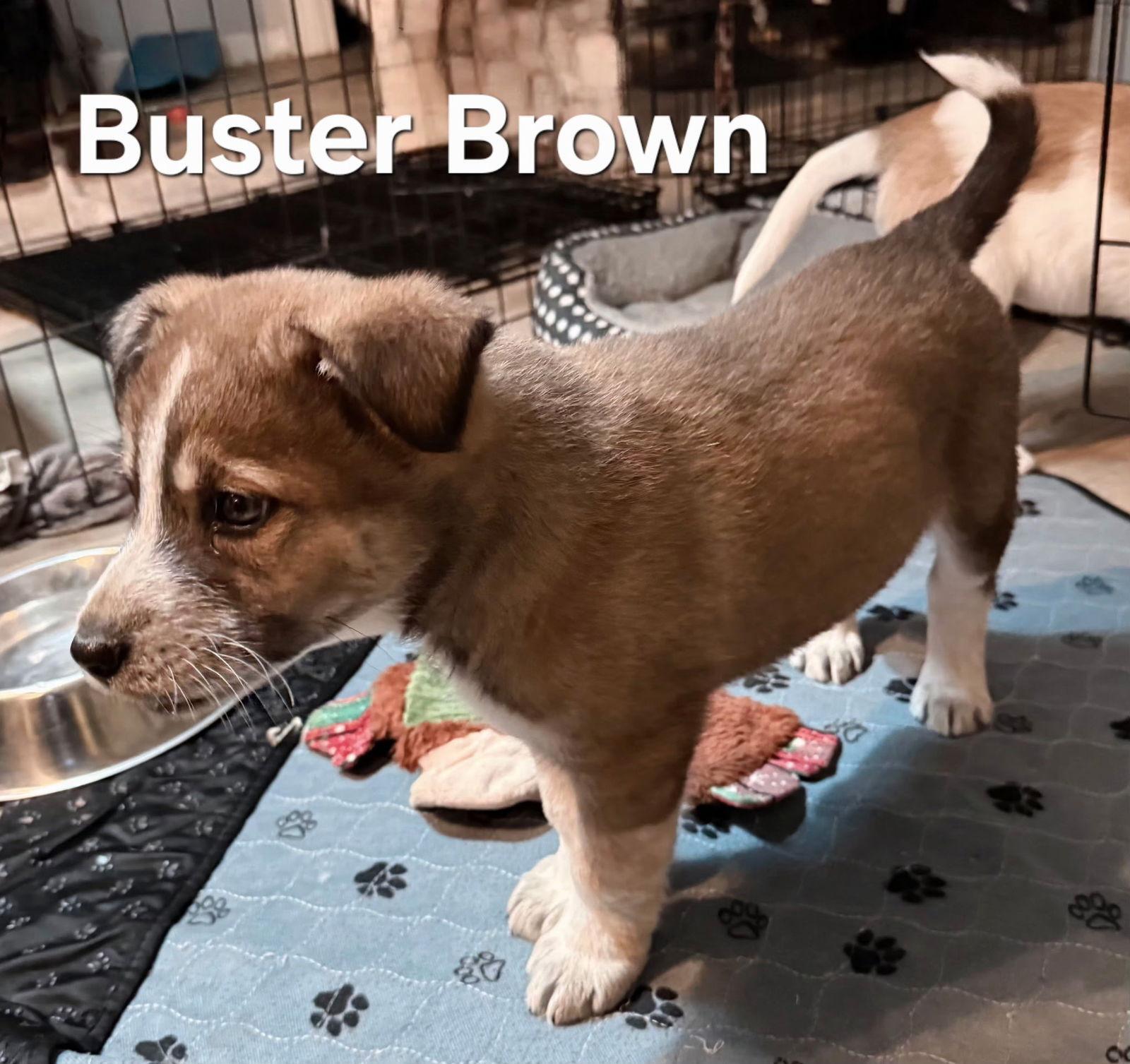 Puppy Buster Brown