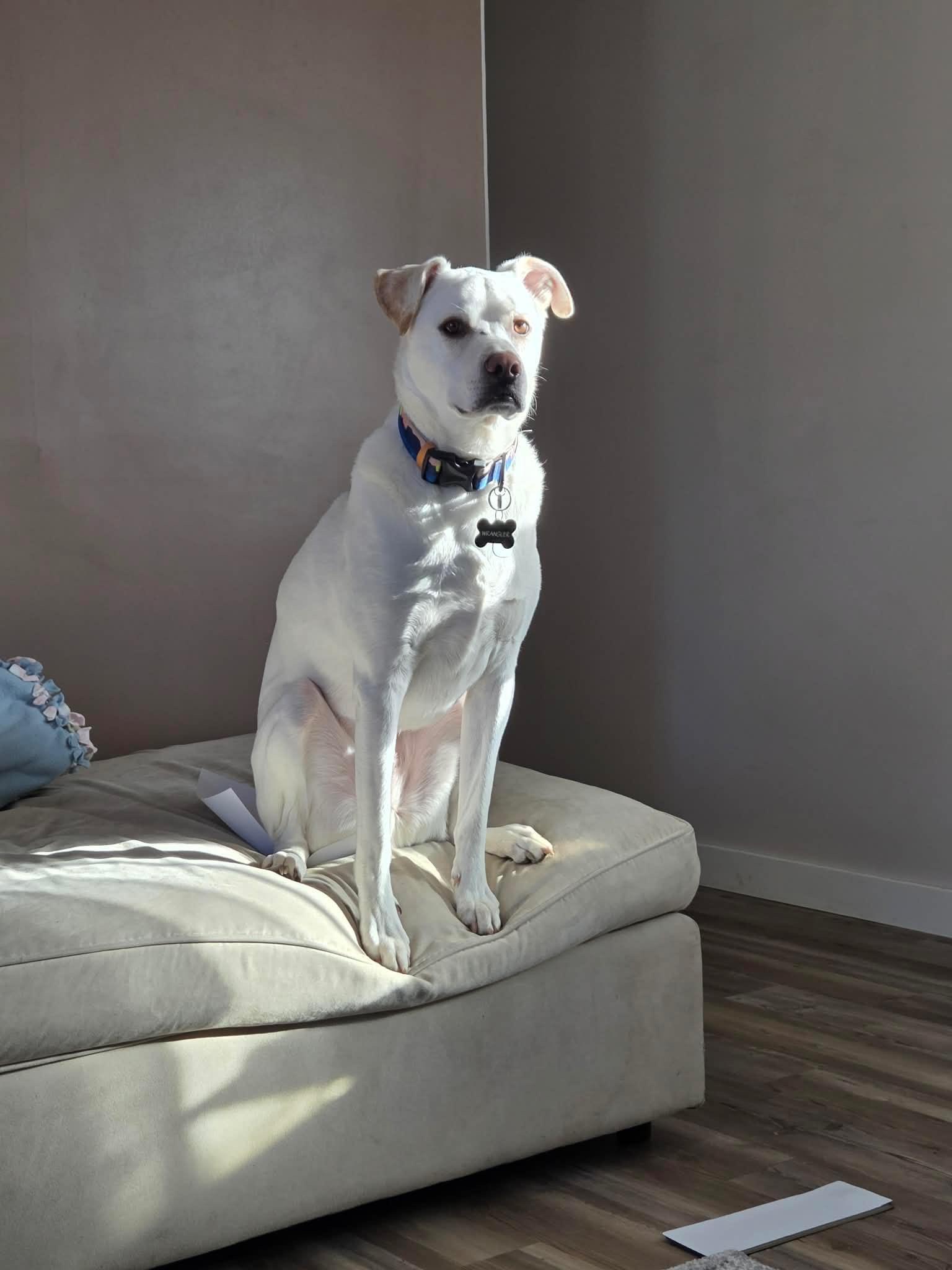 Wrangler Courtesy Listing