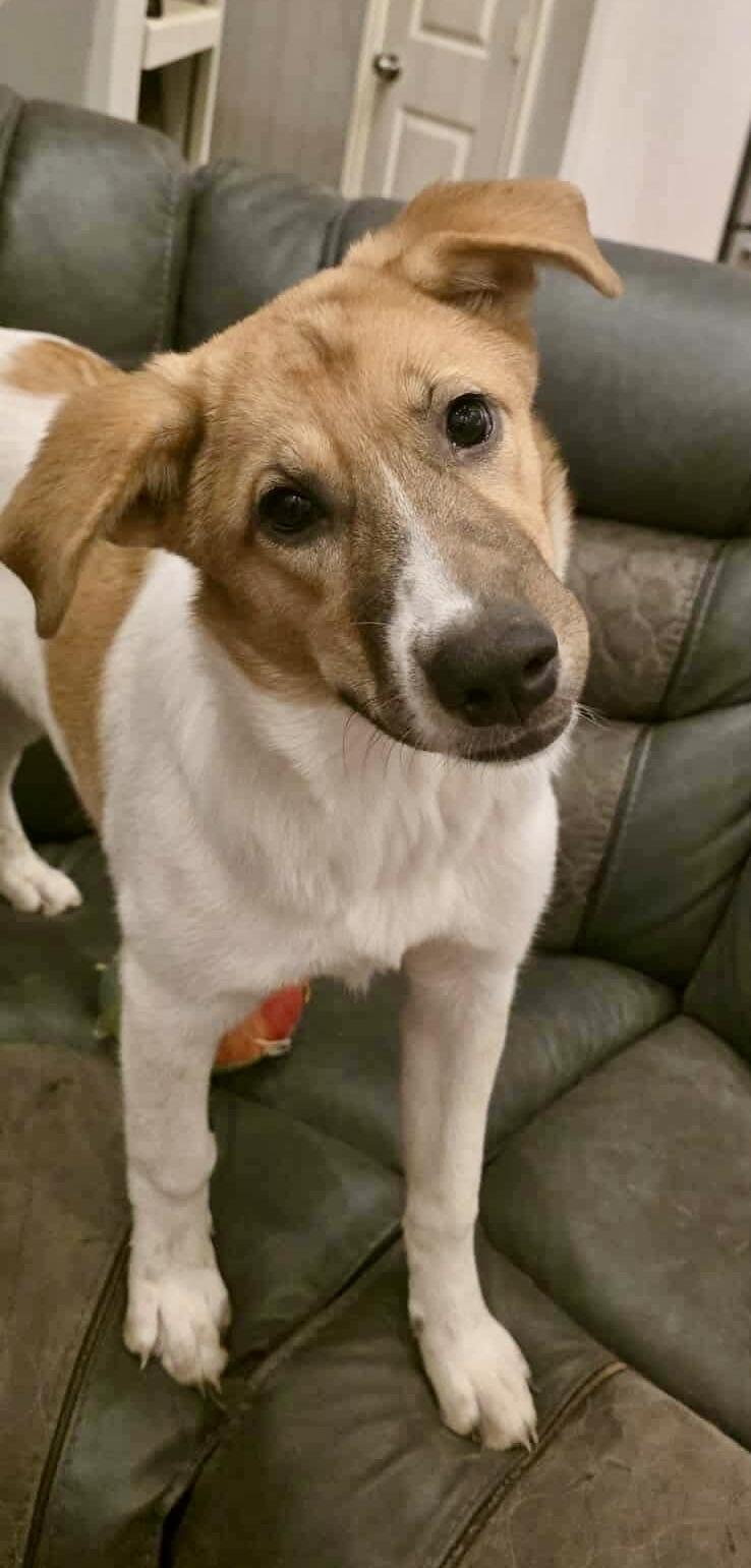 A young large-sized female Great Pyrenees dog named Hazel for adoption in Mooresville, NC