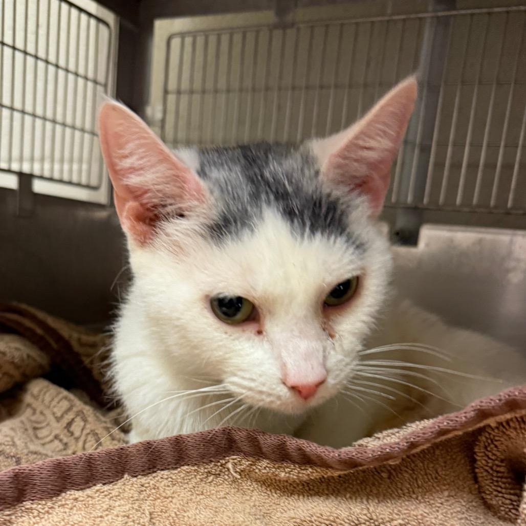 An adult medium-sized female Gray / Blue / Silver Domestic Short Hair cat named Pretty Girl for adoption in Bristol, IN